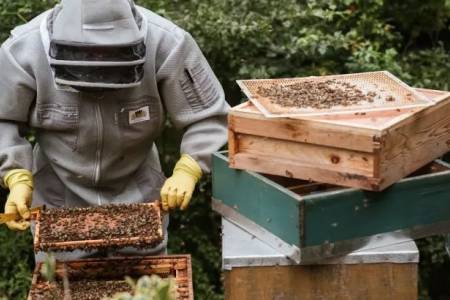 Pequeño escarabajo amenaza a productores nacionales de miel