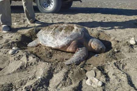 Investigadores e investigadoras de la UNS liberan una tortuga marina rescatada