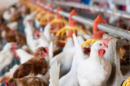 Argentina se autodeclaró como país libre de gripe aviar