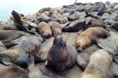 Gripe aviar: ya murieron más de cien lobos marinos en las playas bonaerenses