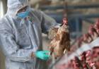 Por la gripe aviar, el Gobierno prohibió la comercialización de aves vivas