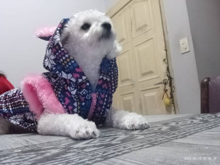 Buscan a Nina, una caniche que se extravió