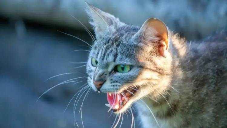 Confirman un caso de rabia en un gato doméstico en la Provincia: investigan cómo se contagió