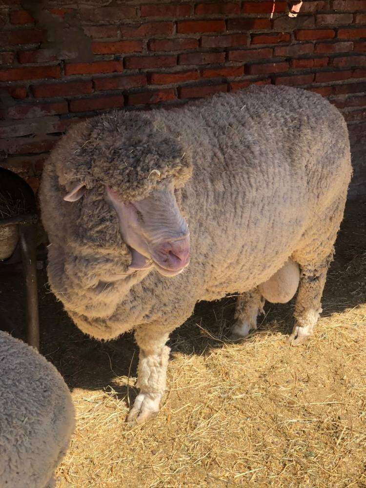 Primer encuentro de productores ovinos