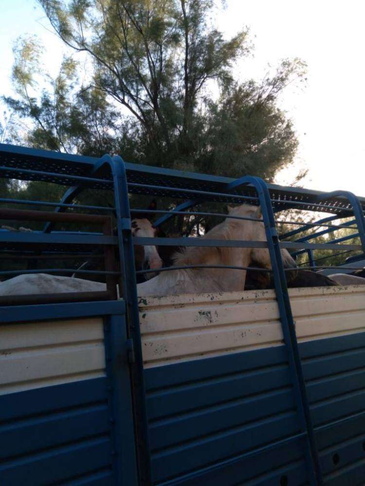 Los arrestan cuando cargaban un camión jaula con 18 caballos robados