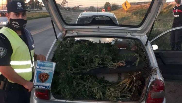 Un policía uniformado llevaba 8 kilos de plantas de marihuana en un auto