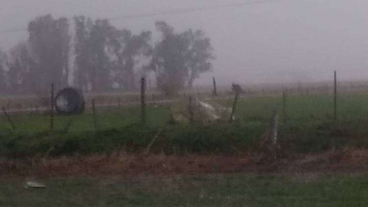 Grandes ráfagas de viento y granizadas afectaron la zona productiva de saladillo