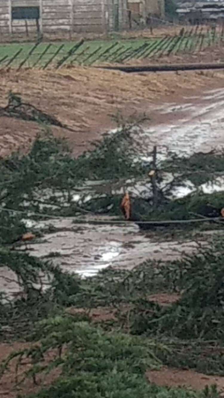 Grandes ráfagas de viento y granizadas afectaron la zona productiva de saladillo