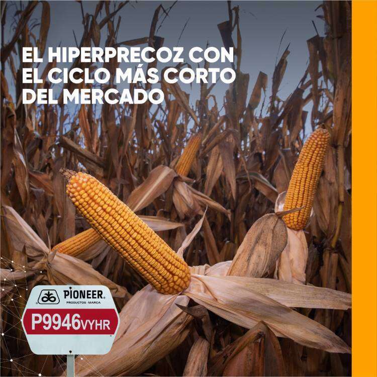 Ingeniero Esteban Pero: “invito a los productores a que nos llamen, para compartir esta experiencia, se está viniendo mucho el maíz de segunda en la zona”
