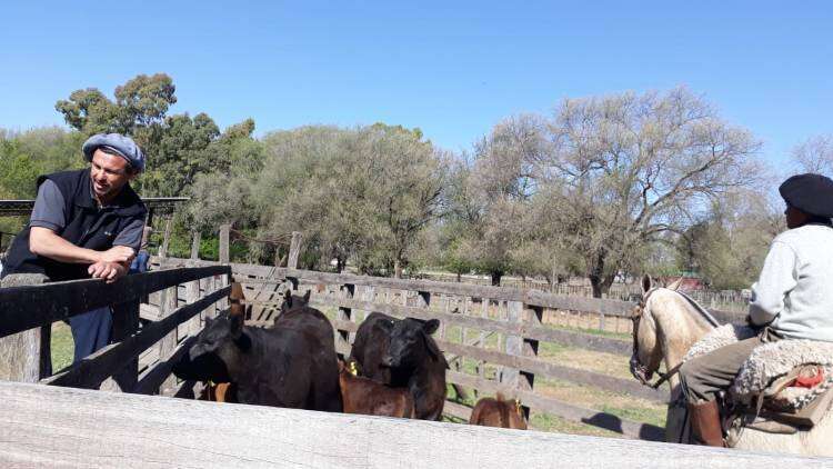 102º Exposición de Ganadería: se realizó la admisión de bovinos