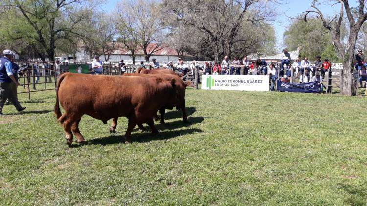 Guillermo Facht: “Nuestro objetivo es participar en exposiciones y en el remate anual, pero tenemos el biotipo, y producimos lo que va al rodeo general.”