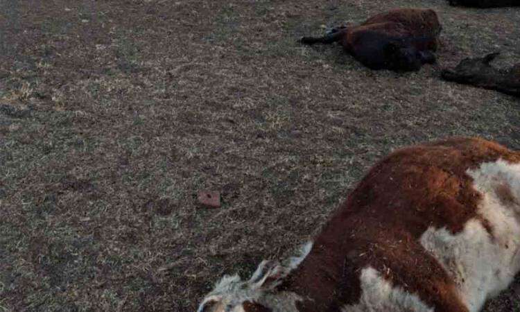 Murieron 155 vaquillonas en Puan: se quedaron sin agua por una “falla humana”