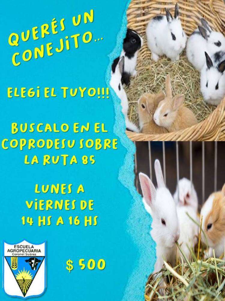 ¡Elegí un conejito como mascota!