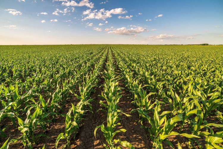 Fin de las retenciones: los planes del campo para aprovechar el nuevo Congreso