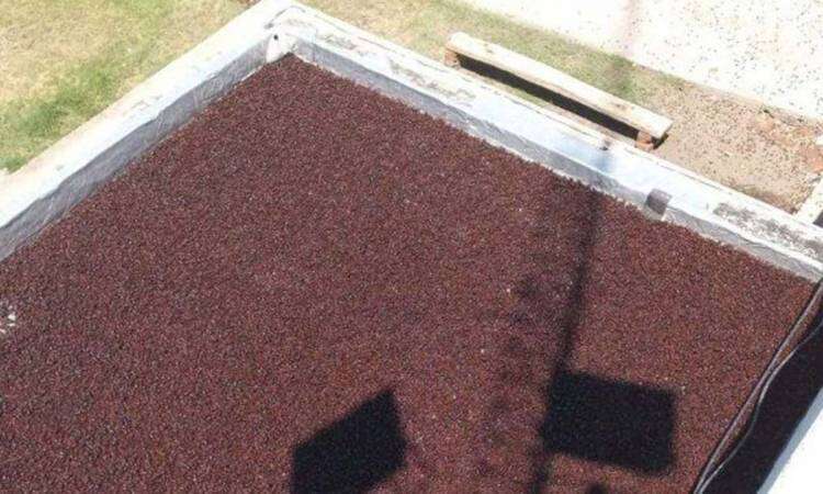 La impresionante invasión de cascarudos en La Pampa