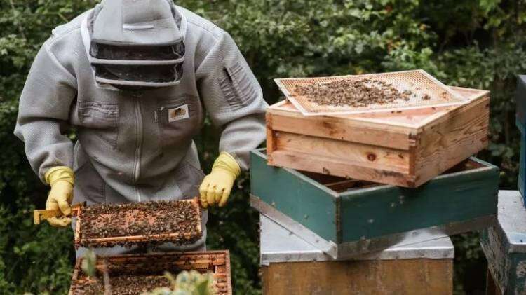 Pequeño escarabajo amenaza a productores nacionales de miel