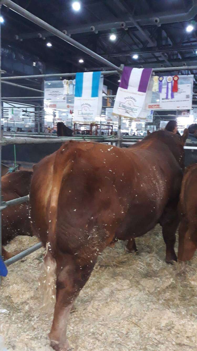 Campeones Limangus de Los Choles en Palermo 2022