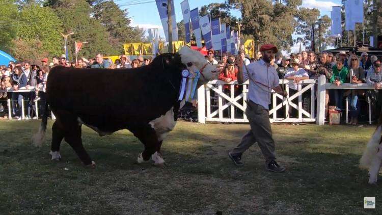 Desfile de los grandes campeones 2022