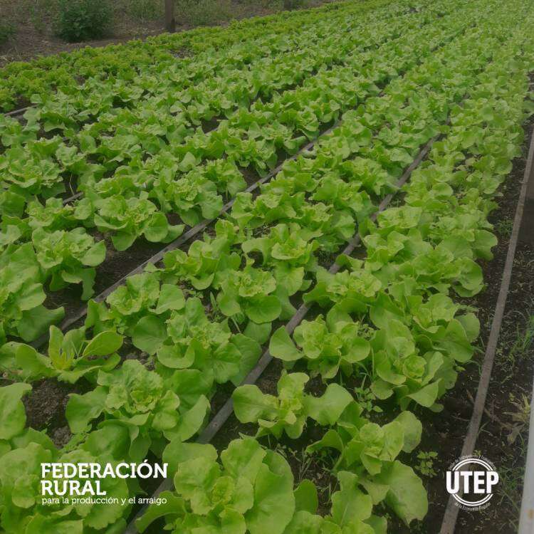 Nuevo puesto en el mercado regional