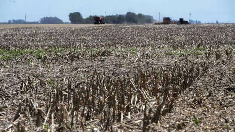 Sequía: Axel Kicillof declaró estado de Emergencia y Desastre Agropecuario en 33 municipios bonaerenses