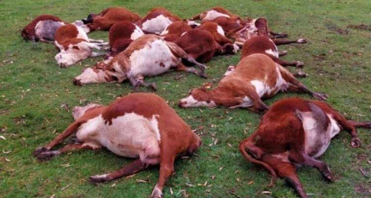 Reportaron una impresionante muerte de hacienda en Corrientes