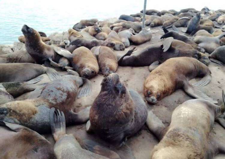 Gripe aviar: ya murieron más de cien lobos marinos en las playas bonaerenses
