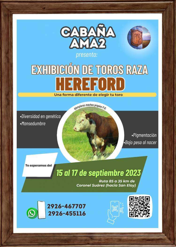 Exhibición de toros raza Hereford de Cabaña AMA2 