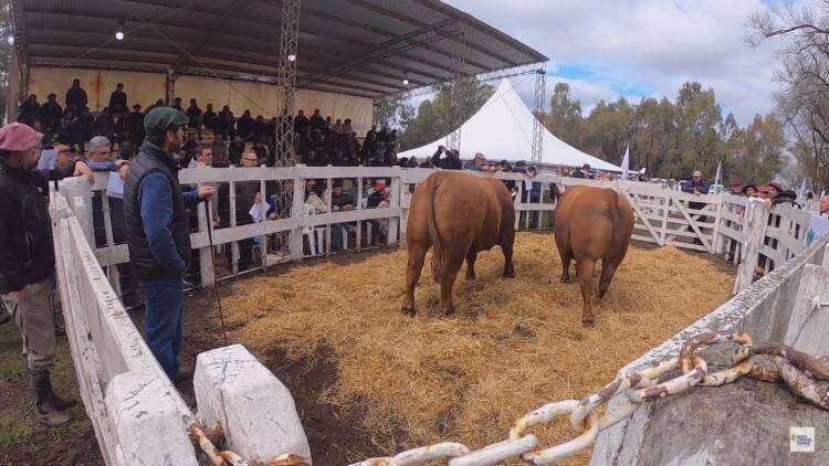 48º remate de Cabaña Nuevo Roble