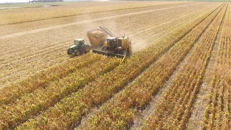 Coronel Suárez crece en producción de semillas de maíz, girasol y sorgo