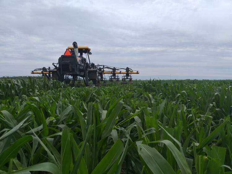 Coronel Suárez crece en producción de semillas de maíz, girasol y sorgo