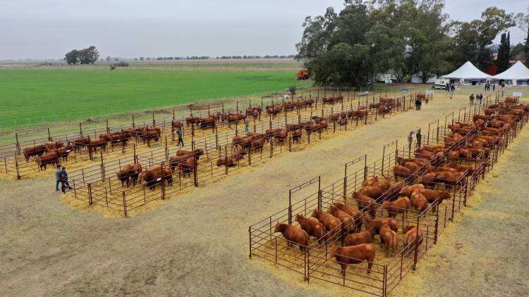 Promedios obtenidos del 26º Remate Anual de Limangus en Estancia Los Choles