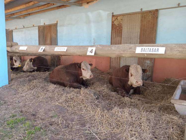 Exhibición de toros de Cabaña AMA2: “Cuando uno quiere, puede”