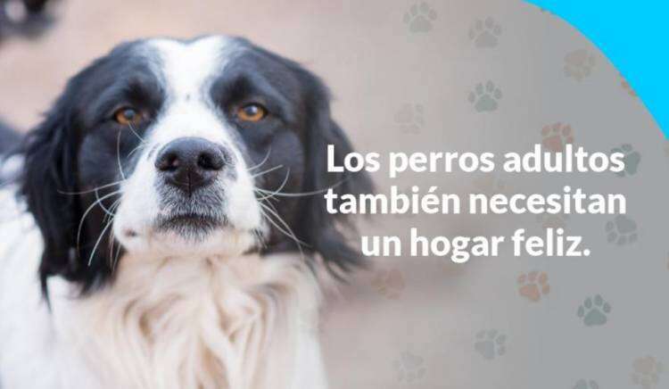 Sumáte a la Campaña de Adopción Responsable de mascotas