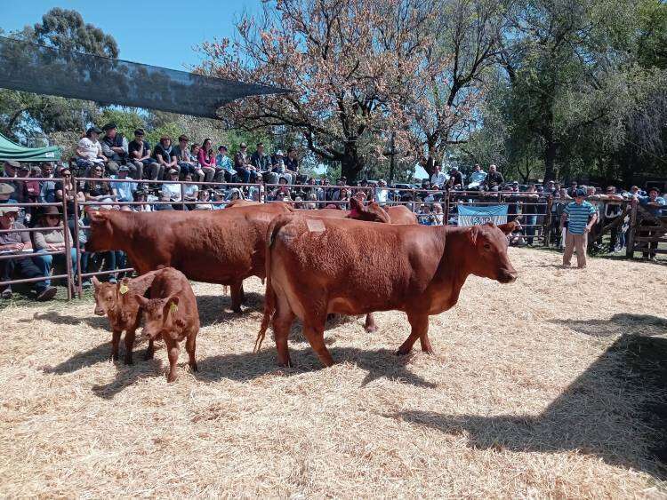 Cabaña Anteojito vendió sus Hembras PC Angus a $1600000