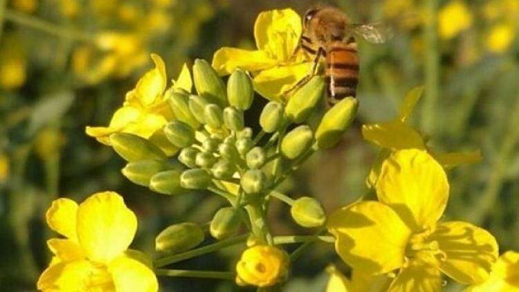 Cargill lanza #SembráColza, una campaña para promover el cultivo de colza en la Argentina mirando la demanda global  por biocombustible