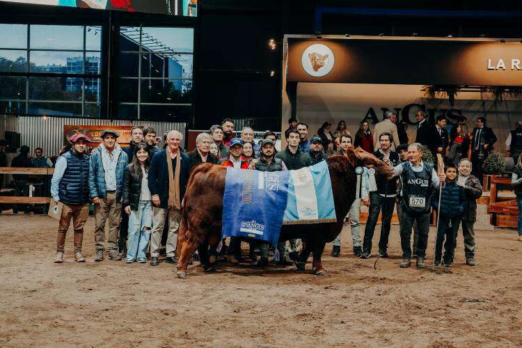El Supremo Gran Campeón Angus fue para La Rubeta, el macho, y para Tres Marías, la hembra