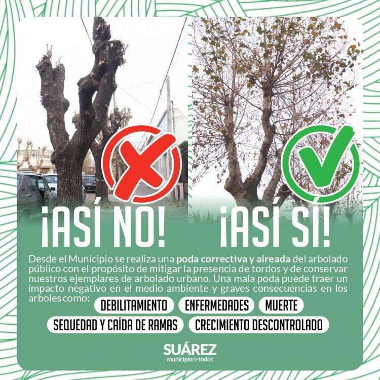 Cuidemos nuestro arbolado público y urbano