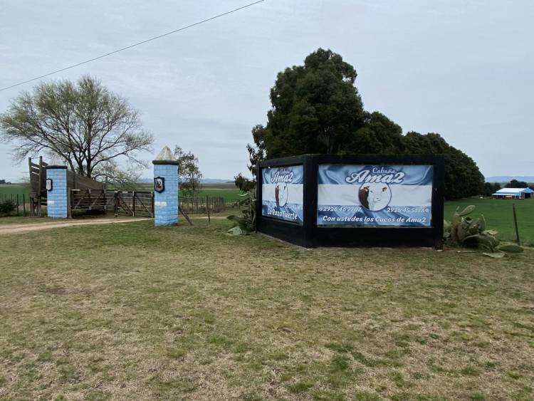 Cabaña Ama2, exitosa muestra y venta de Hereford