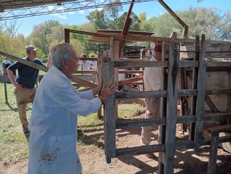 Desde el jueves se desarrolla la Jura de Admisión de bovinos y ovinos
