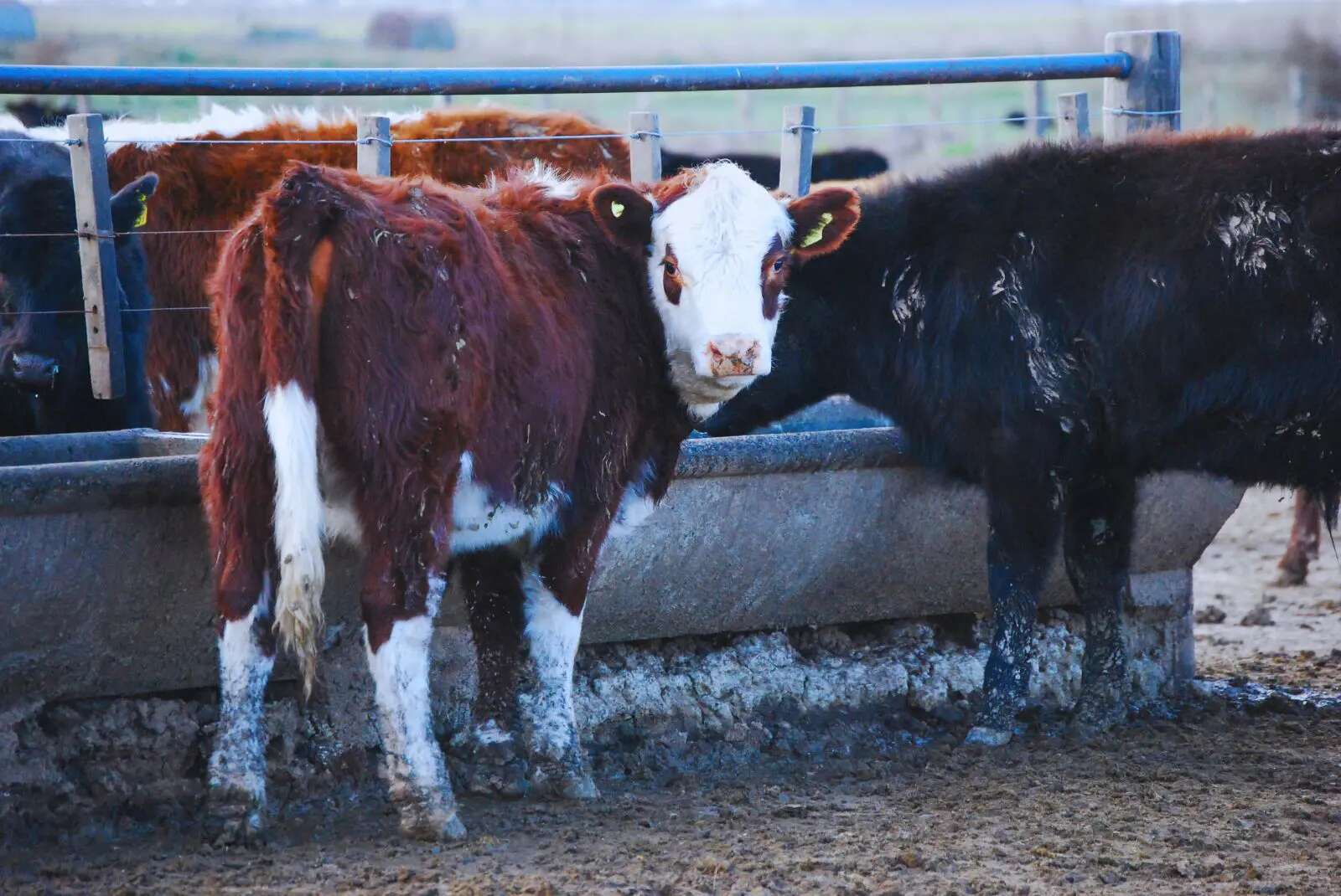 Bienestar animal en vacunos ante una ola de calor