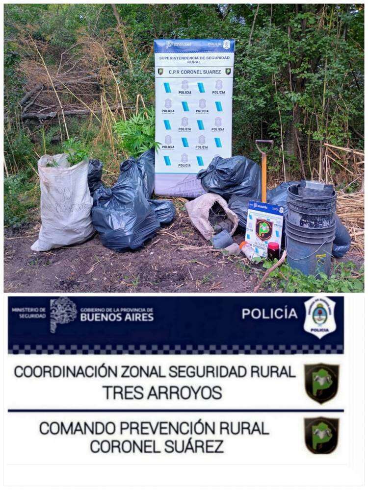 Importante secuestro de plantas de marihuana llevado a cabo por el CPR Cnel Suarez