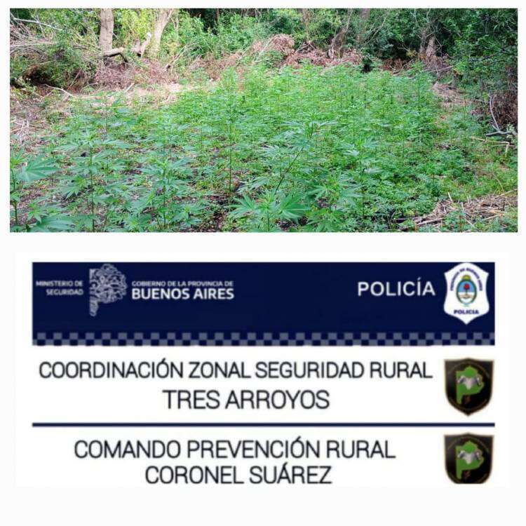 Importante secuestro de plantas de marihuana llevado a cabo por el CPR Cnel Suarez