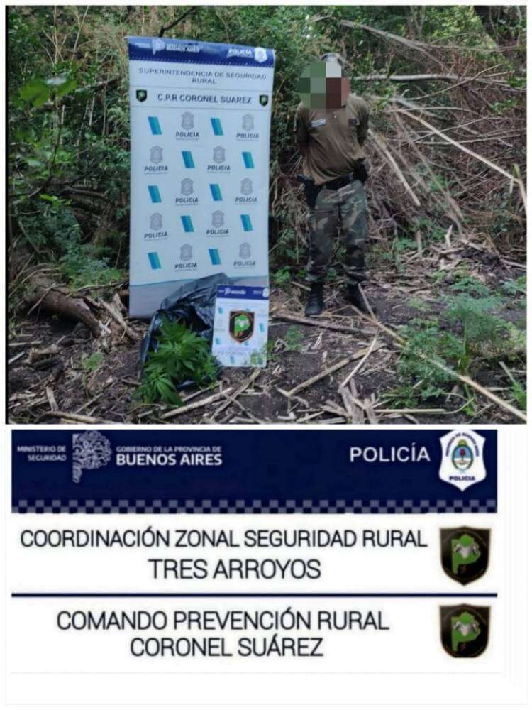 Importante secuestro de plantas de marihuana llevado a cabo por el CPR Cnel Suarez