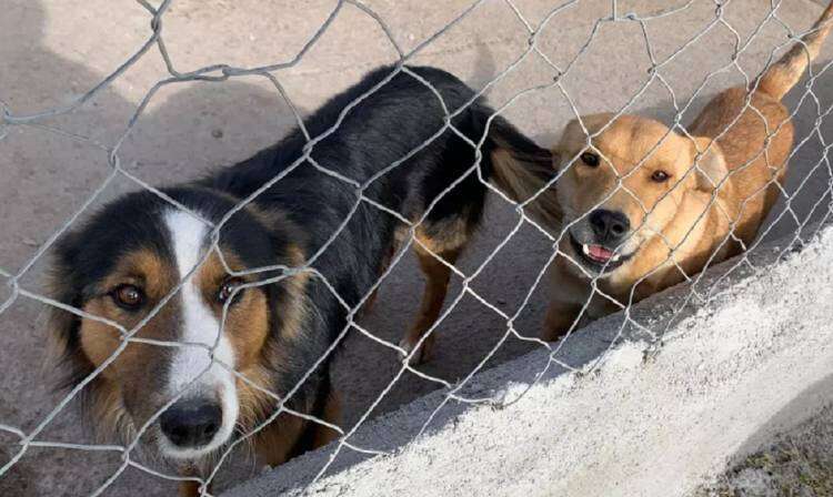 Colegio de Veterinarios provincial advierte sobre el abandono de mascotas en verano