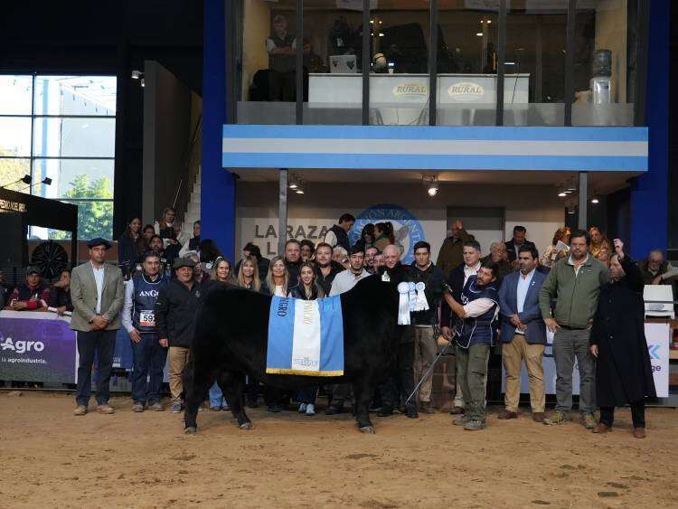El Supremo Gran Campeón Angus fue para Quequén Sur y la Suprema Gran Campeona para La Alianza