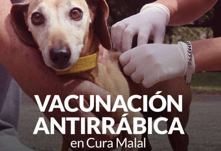 Campaña de Vacunación Antirrábica en Cura Malal