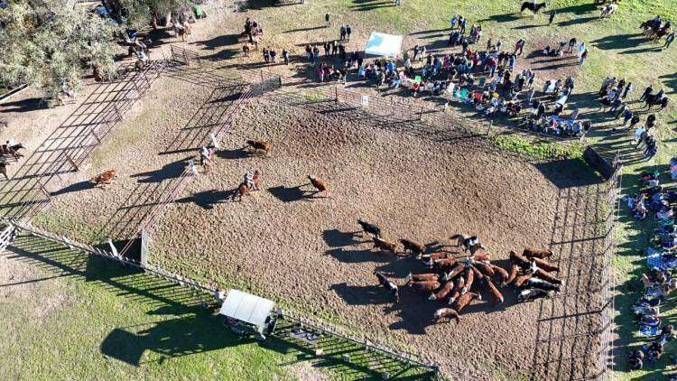 Exitoso 1er Aparte Campero en Coronel Suárez