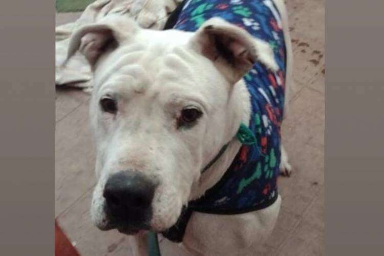¡Apareció el Dogo perdido!