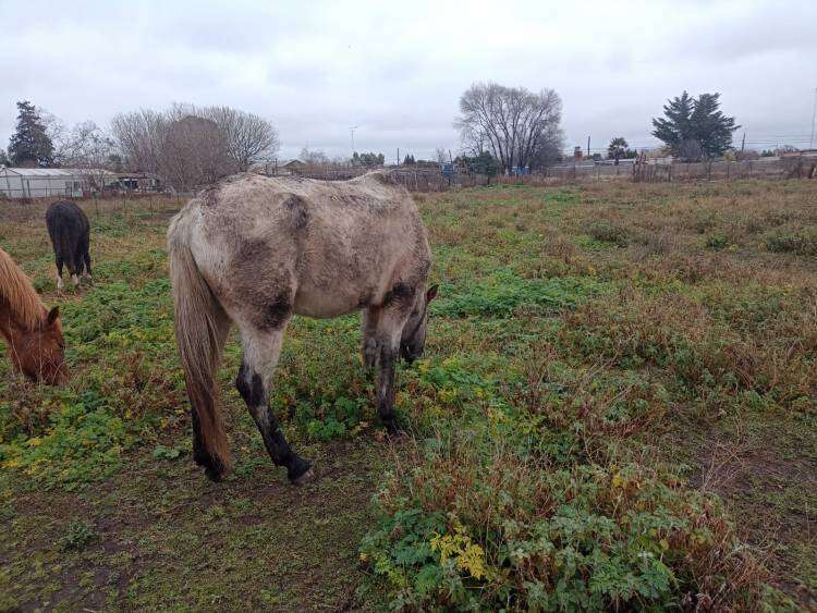 Secuestro de equinos por Inf Ley 14346 (malos tratos y actos crueles a los animales)