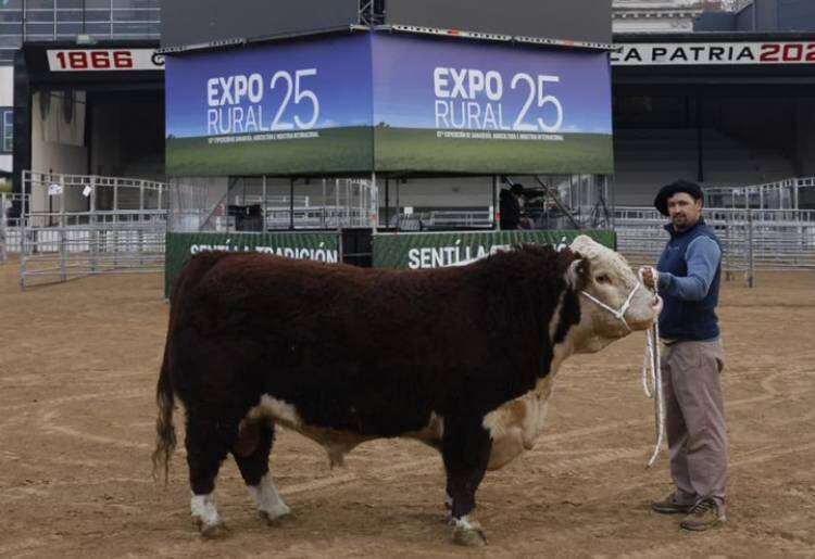 Llegó Escocés a la Expo Rural 25